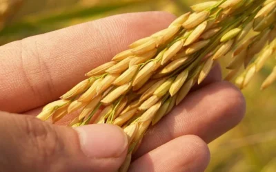 Receta: Arroz frito con Cebada